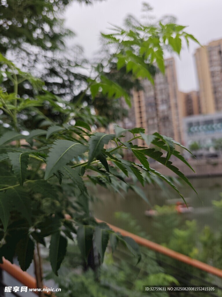綠葉掩映下的城市景觀