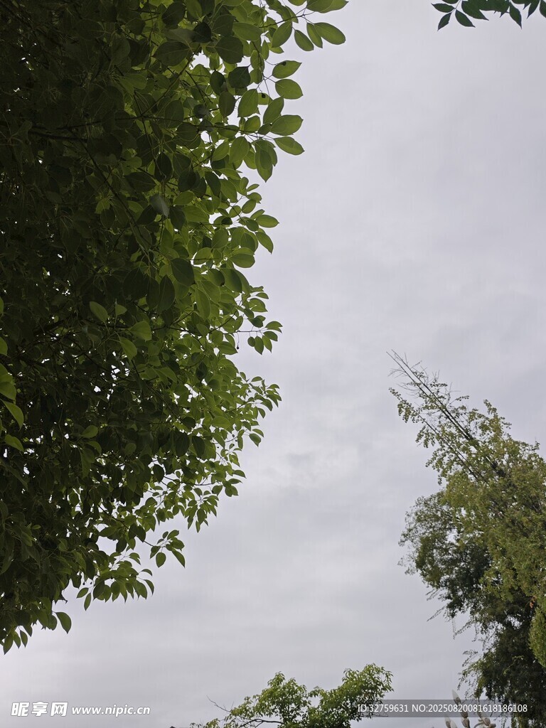 仰視綠樹與天空景象