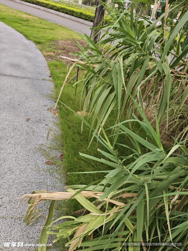 路邊翠綠的茂盛植物