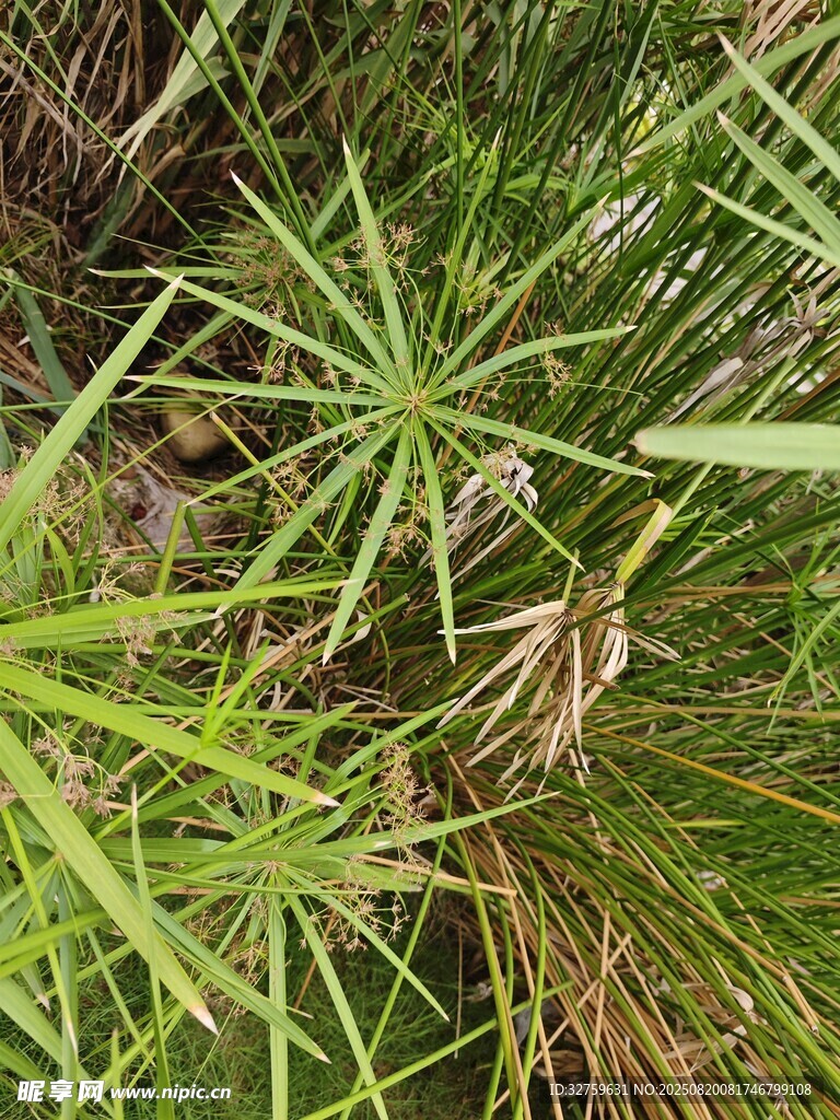 翠綠繁茂的熱帶植物葉片