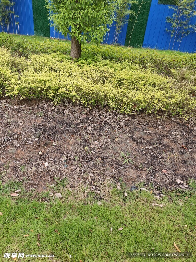 花園綠植景觀一角