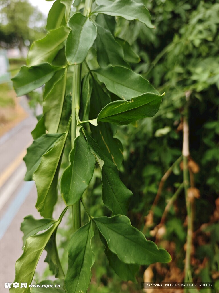 路邊生長的嫩綠植物