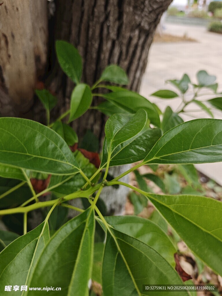 樹干旁的翠綠植物