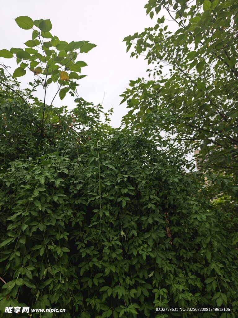 繁茂綠植覆蓋的自然景象