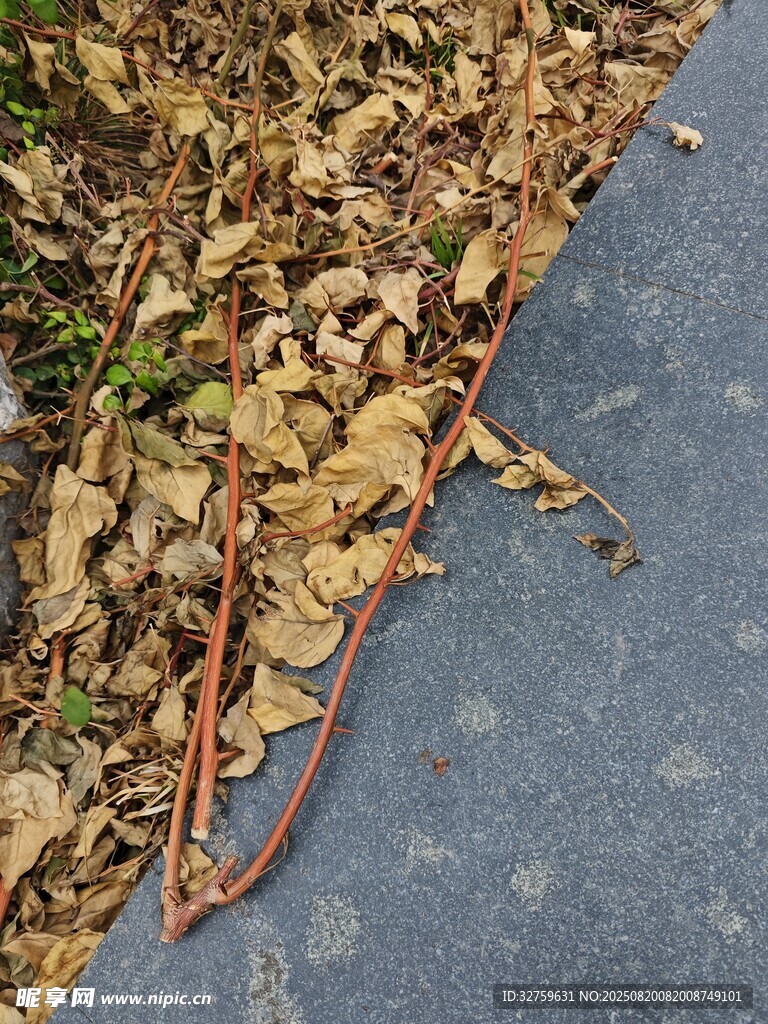 路面上的落葉與細長物件