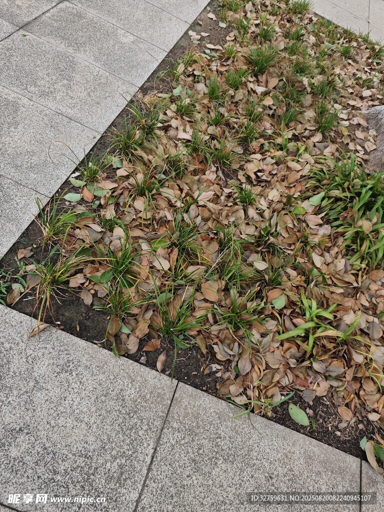石板間的綠植與枯葉