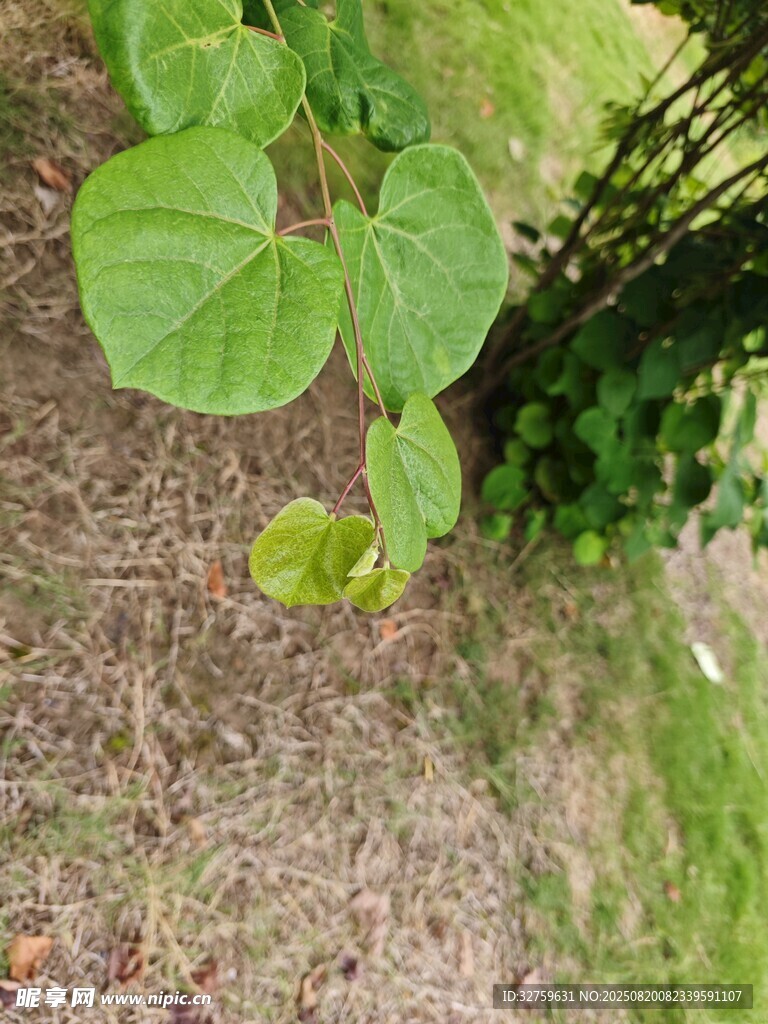 綠葉植物近景特寫