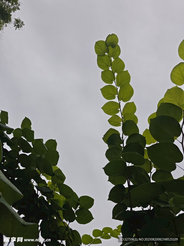 仰視翠綠葉片與灰白天空
