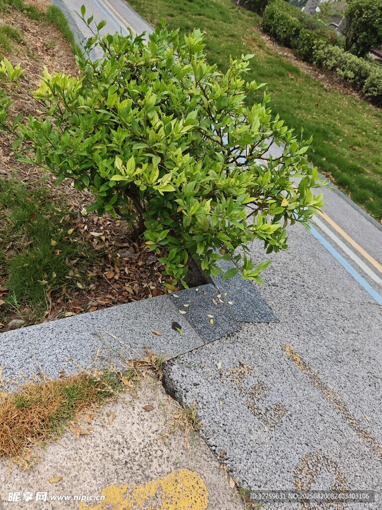 路邊綠植與灰色步道一角