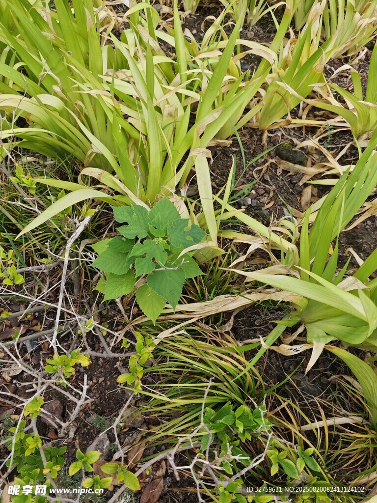 草叢中的綠色三葉草