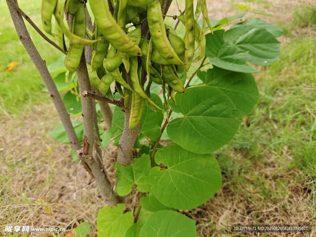藤蔓上的嫩綠豆莢