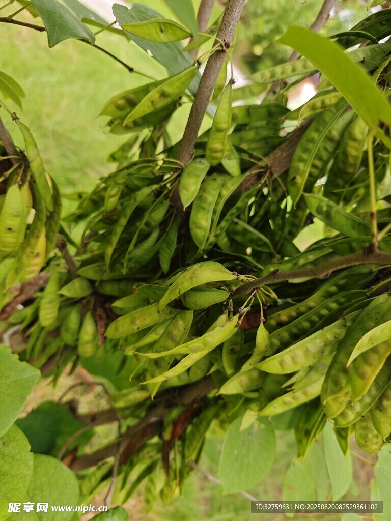 翠綠枝葉間的生機(jī)景象