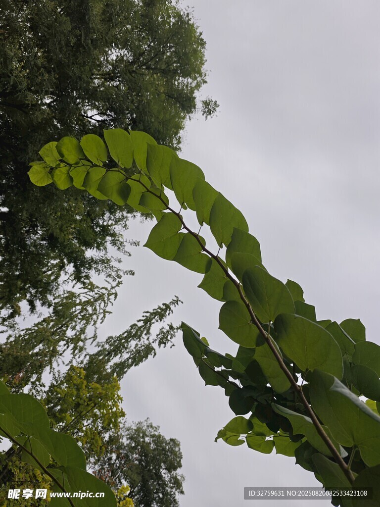 仰視下的翠綠葉片