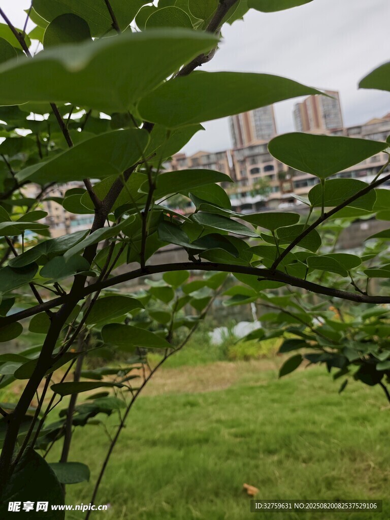 透過枝葉看城市綠地