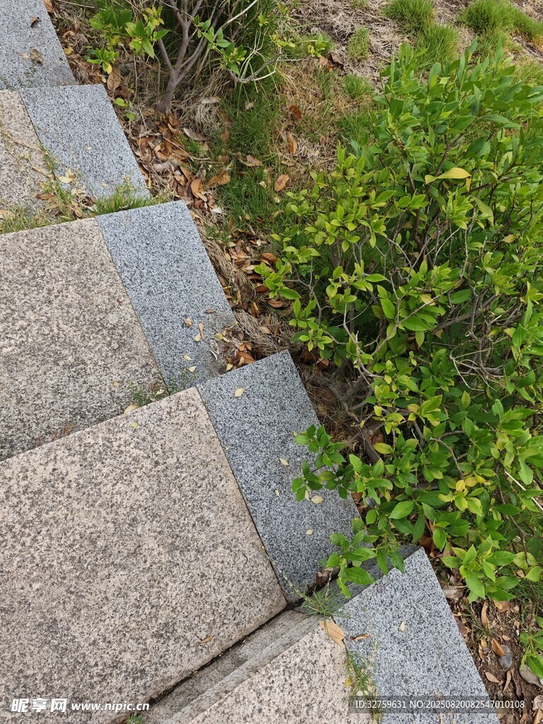 石階旁的翠綠植物