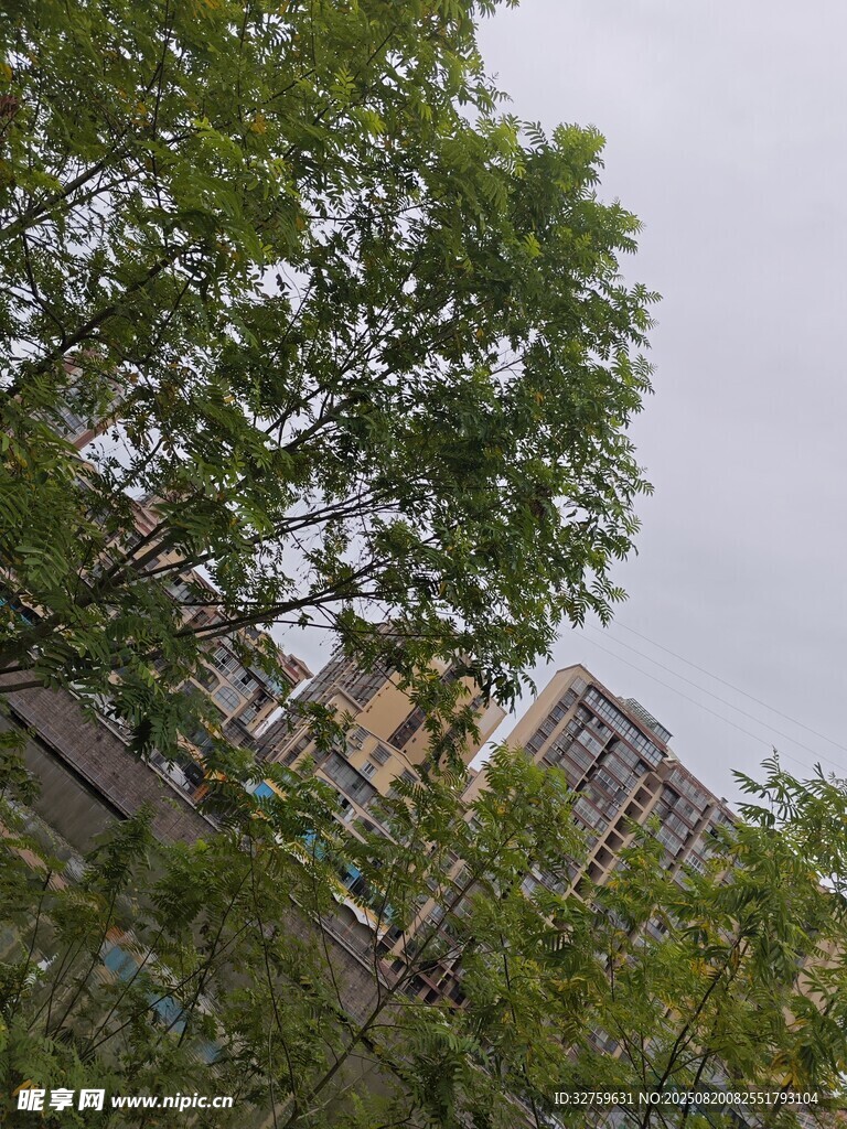 綠樹掩映下的樓宇