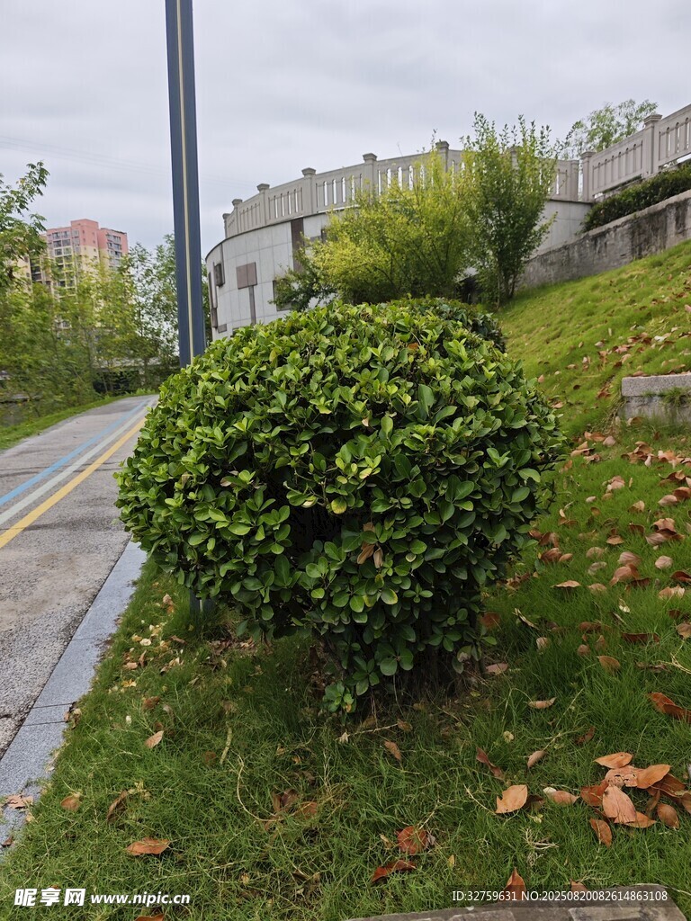 路邊翠綠灌木景觀