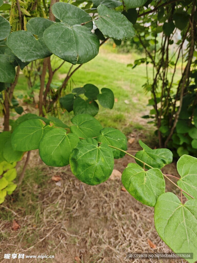 綠葉繁茂的自然角落