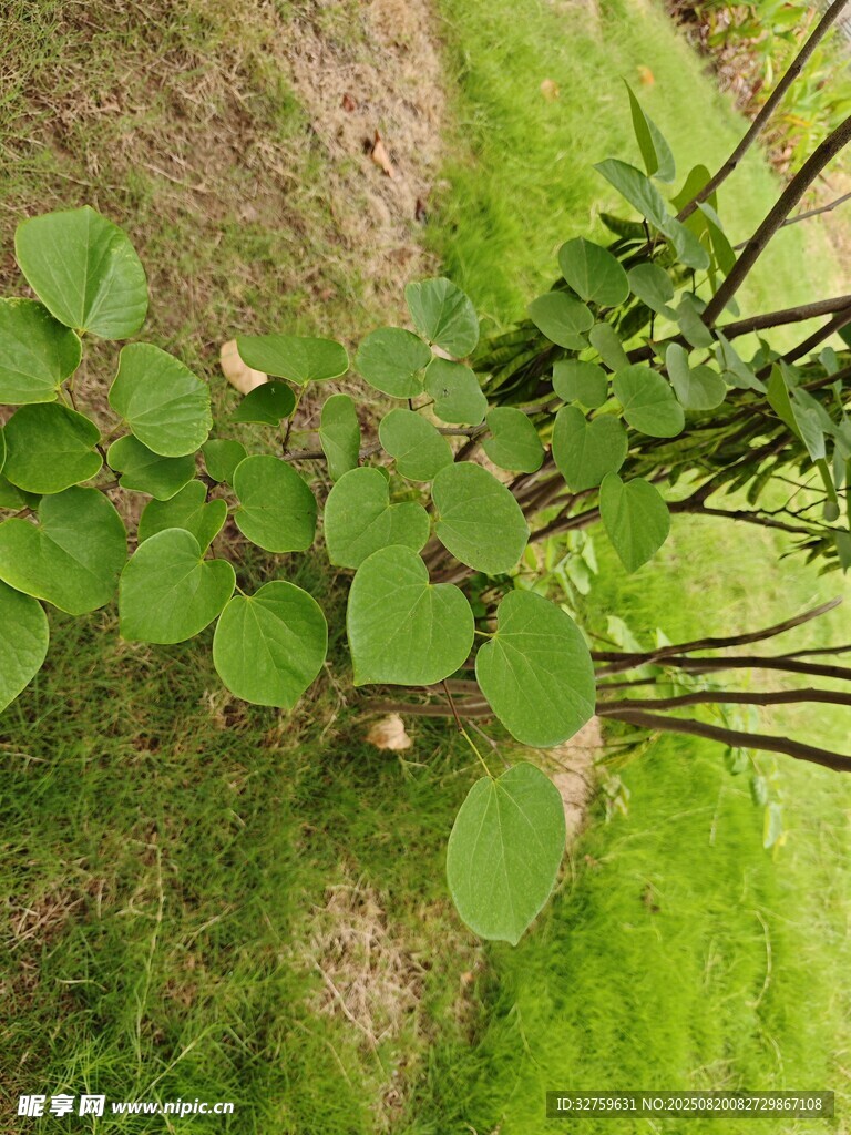 綠葉繁茂的生機(jī)景象