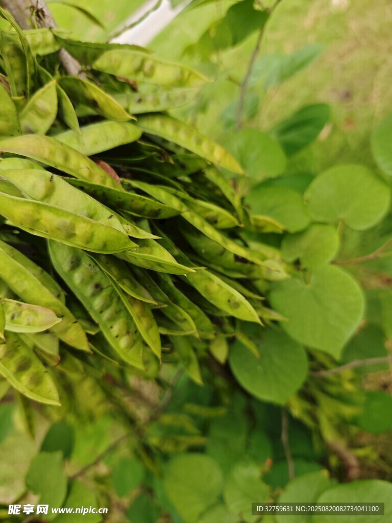 翠綠植物枝葉特寫