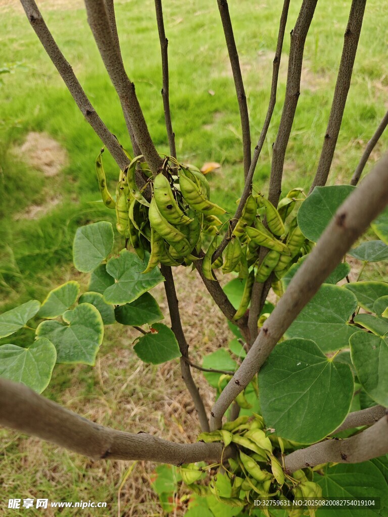 桑樹枝頭結(jié)滿嫩綠桑果