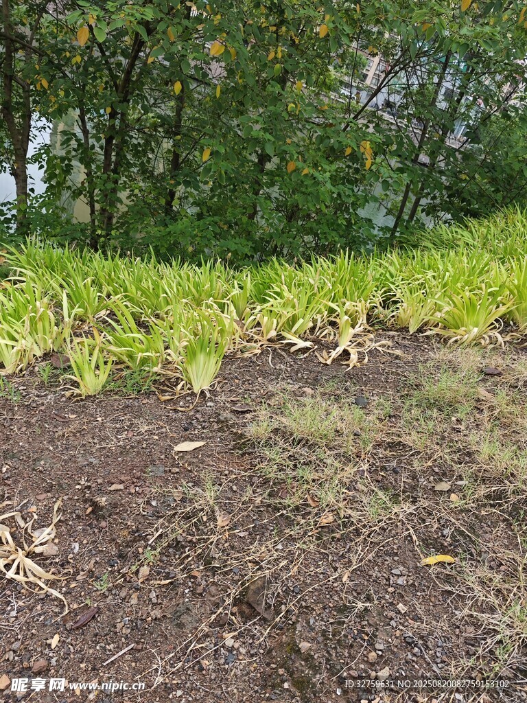 田邊嫩綠植物與泥土景象