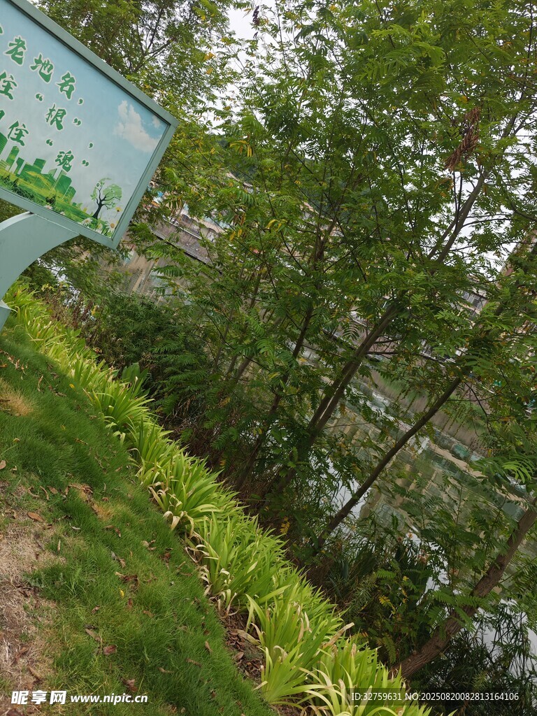 戶外綠意盎然的自然景致