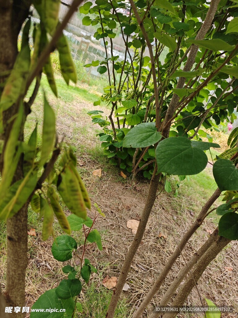 戶外綠植與豆角生長景象