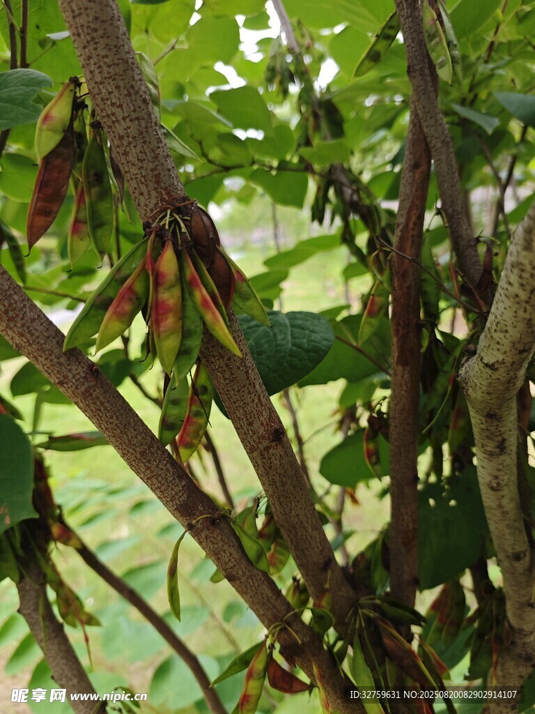 枝葉繁茂的植物景象