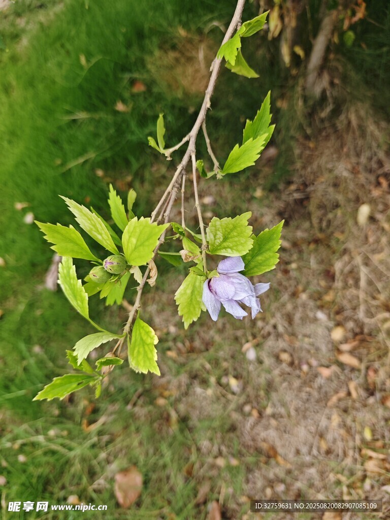 枝頭綻放的紫色小花