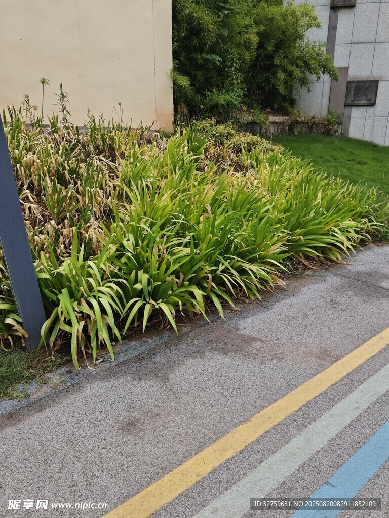 路邊茂盛的綠植景觀