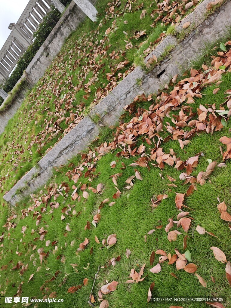 秋日草地旁的落葉景象