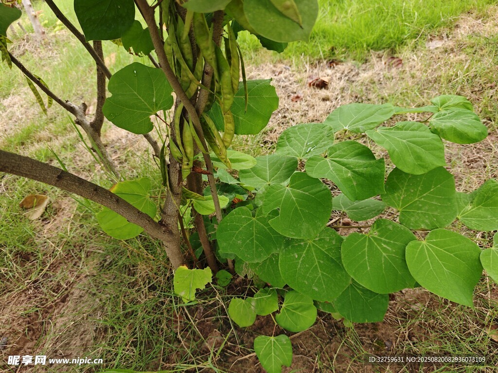 綠葉植物扎根于泥土中