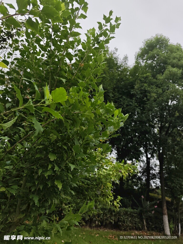 綠意盎然的樹林景觀