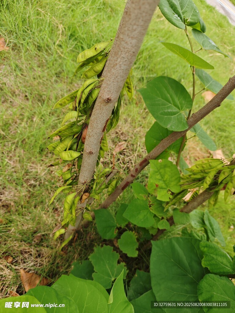 草叢中的木桿與綠植