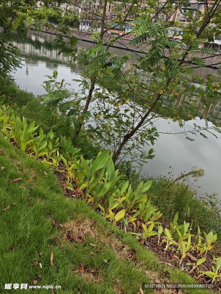 河畔綠植景觀