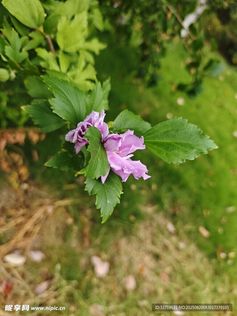綠葉間的紫色小花
