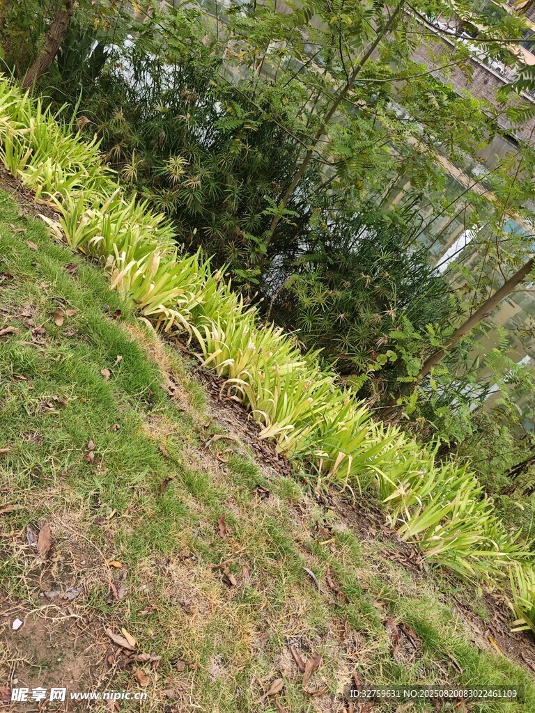 山坡上的嫩綠植物景觀