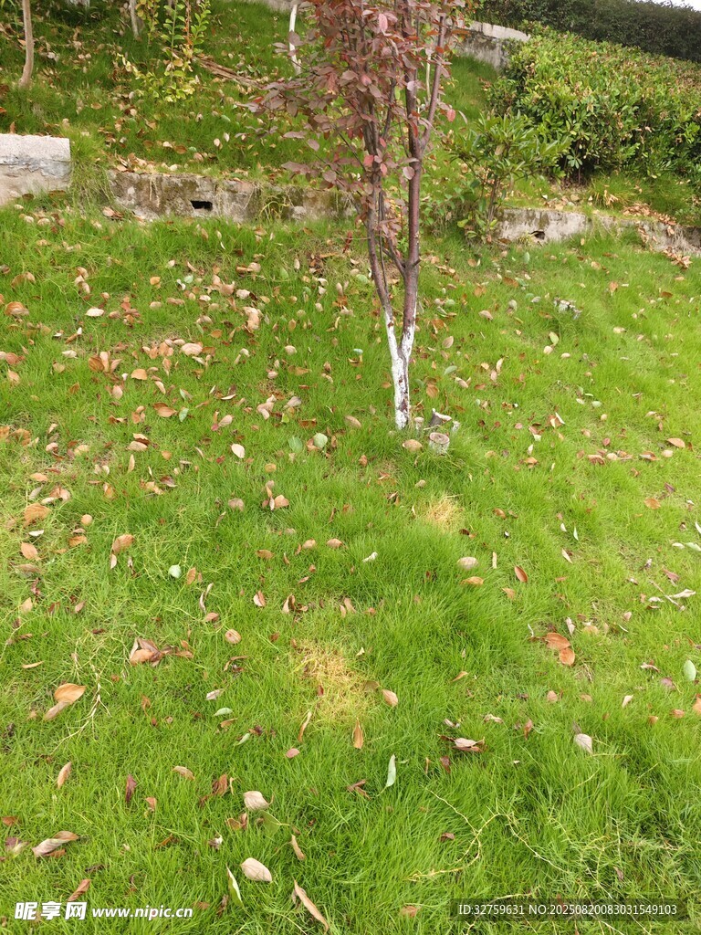 庭院中的綠植與樹木