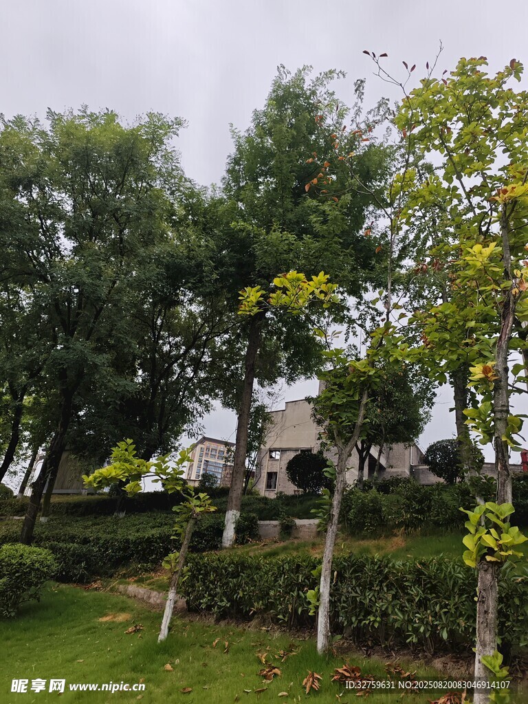 園林景觀中的蔥郁綠植