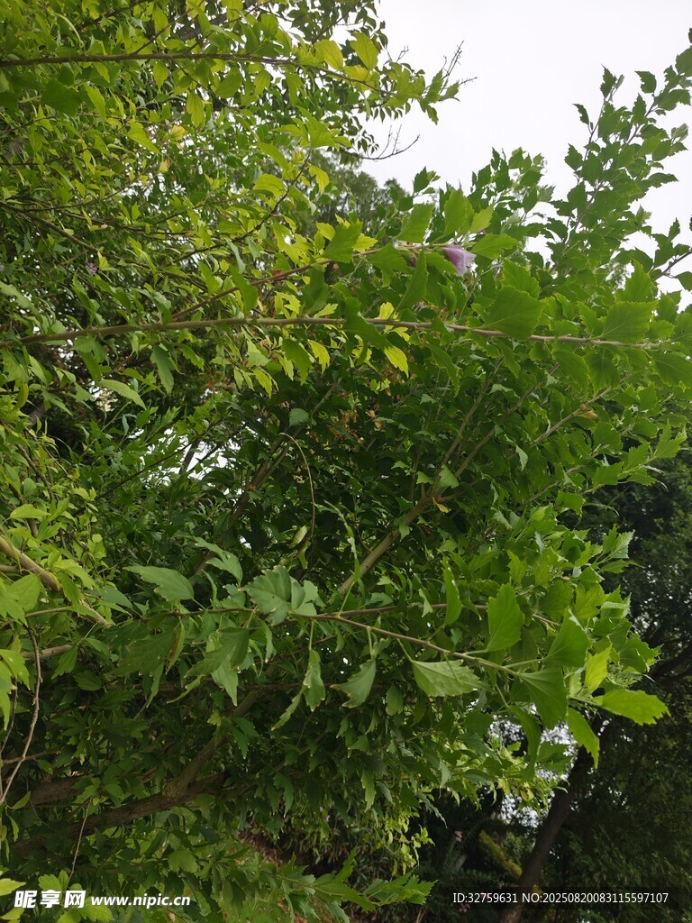 繁茂綠樹展現(xiàn)自然生機