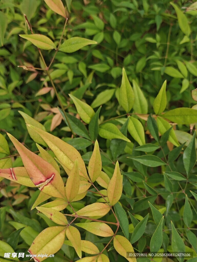 多彩葉片的綠植景致