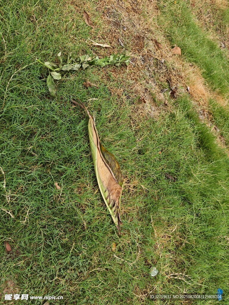 草地上