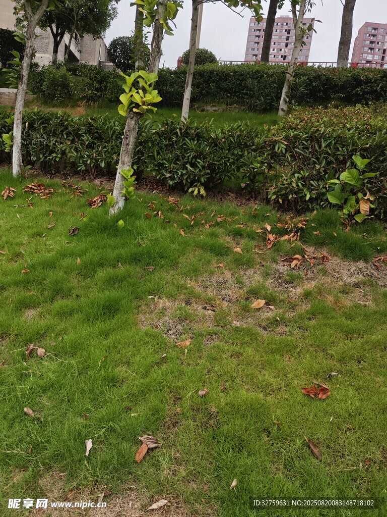 戶外草坪綠植景觀一角