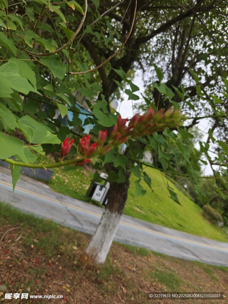 路邊綠樹間的紅色花朵