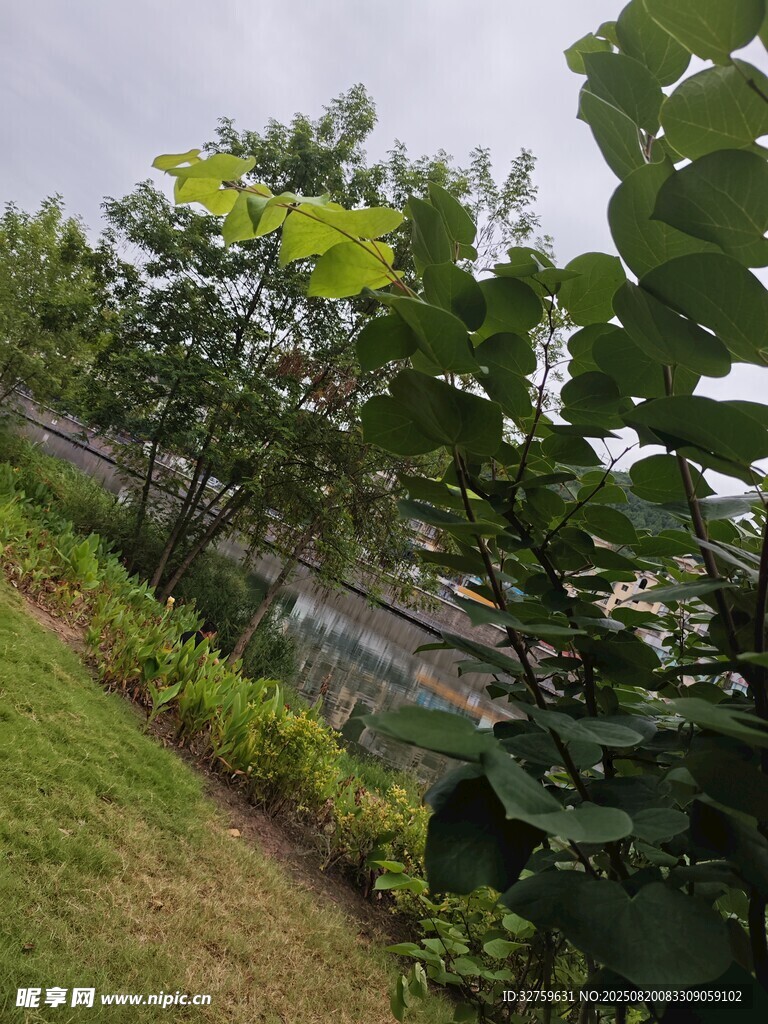 綠意盎然的戶外植物景觀