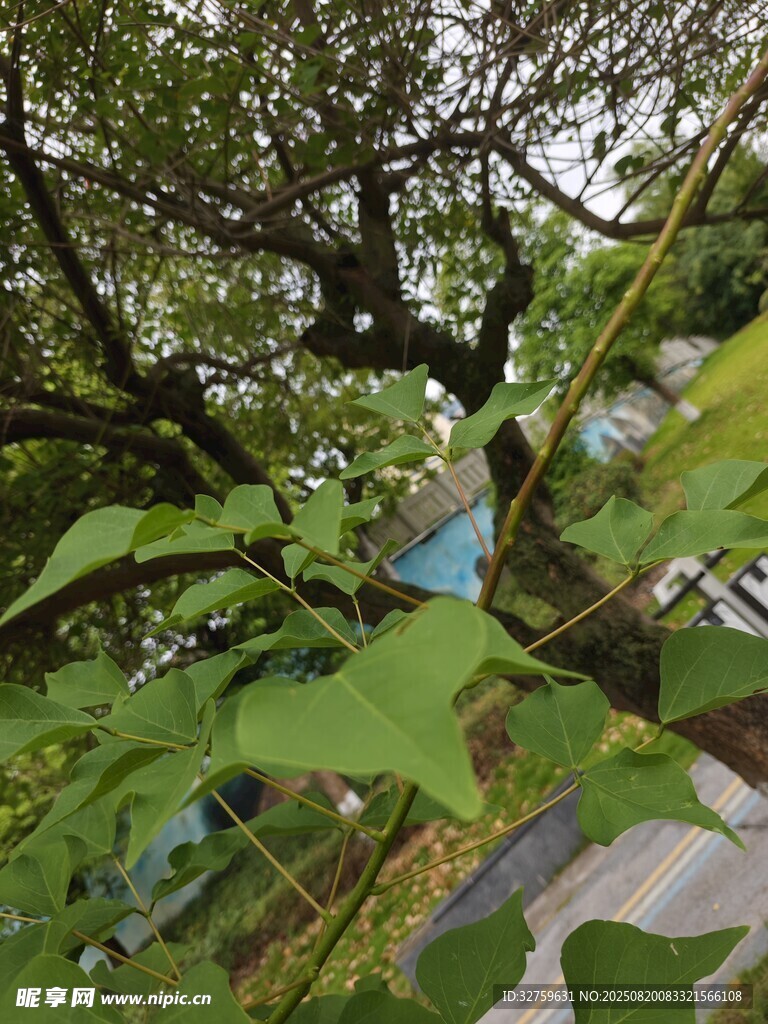 綠葉繁茂的樹(shù)木景觀