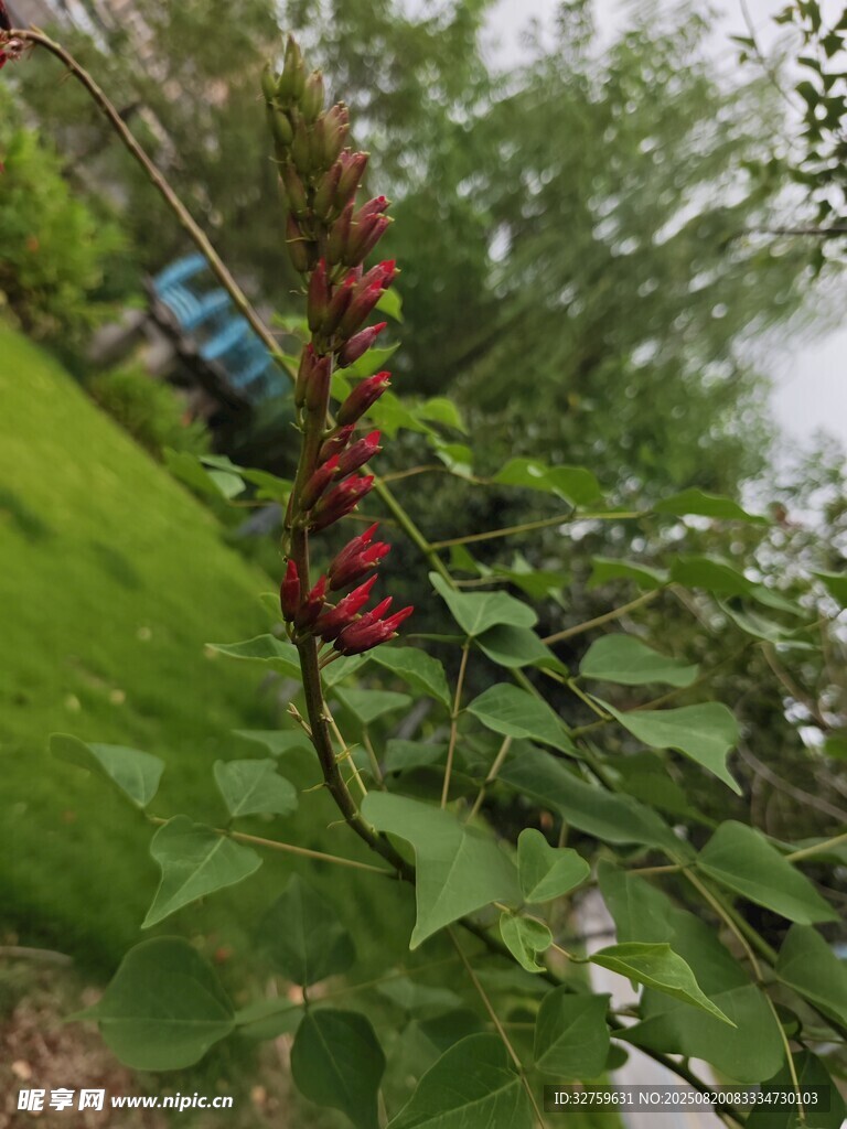 綠葉間的紅色花朵