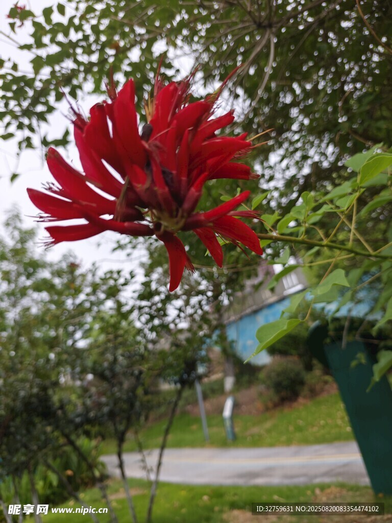 艷麗刺桐花綻放于林間