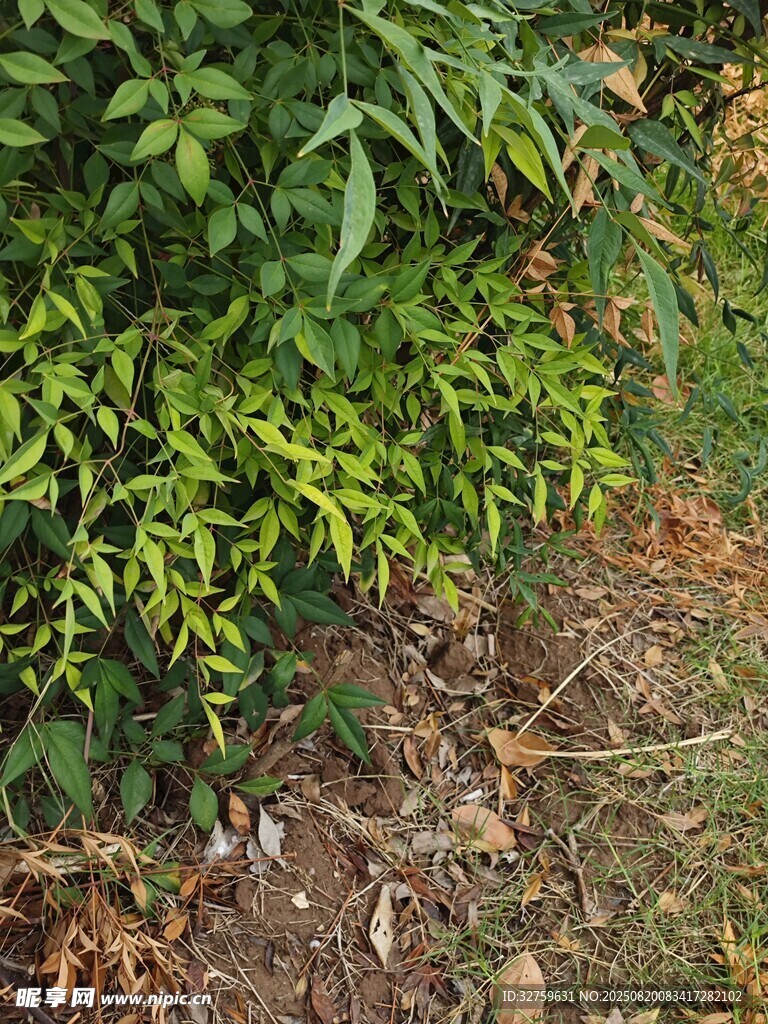 綠葉植物與地面景象